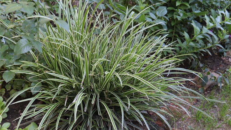 carex ice dance japanese forest grass