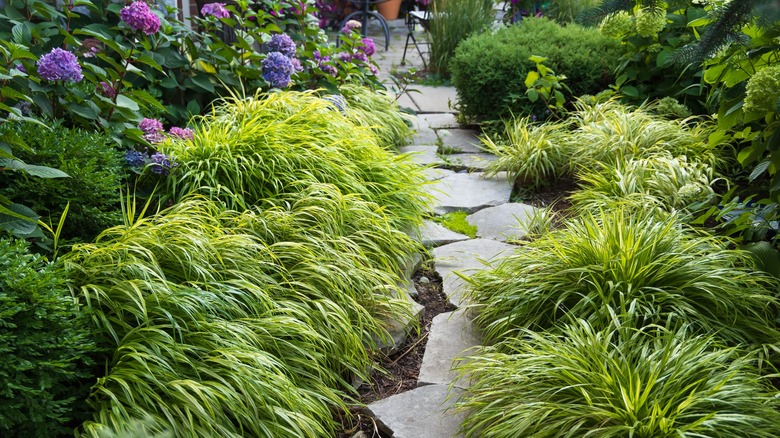 japanese forest grass in garden with stone path