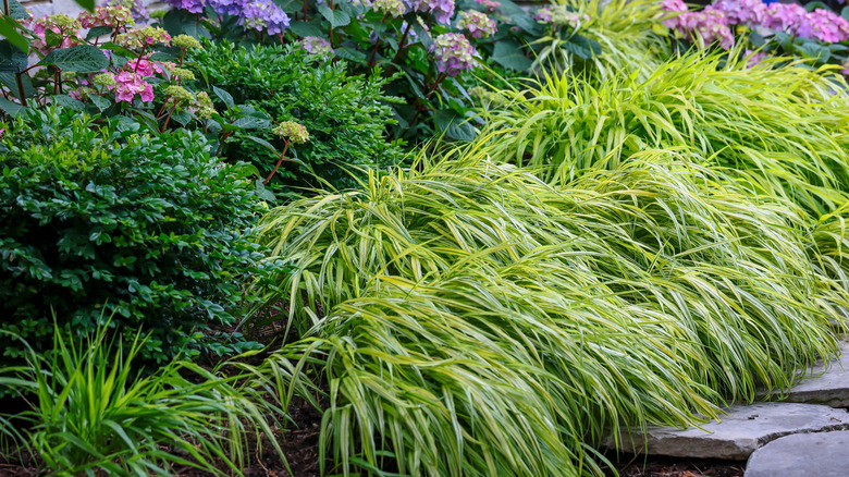 japanese forest grass in garden with stone path