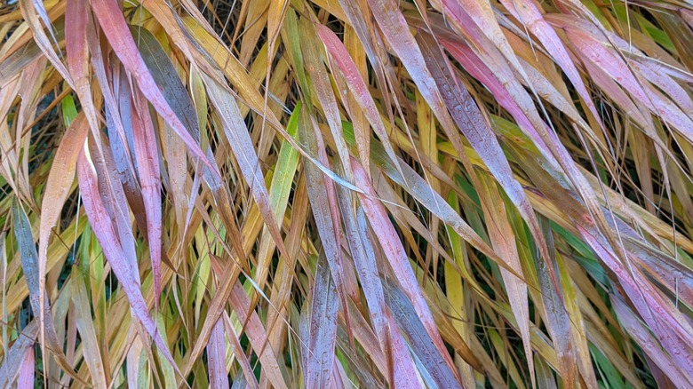 hakonechloa purple leaves