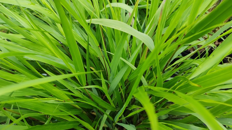 closeup of Nicolas japanese forest grass