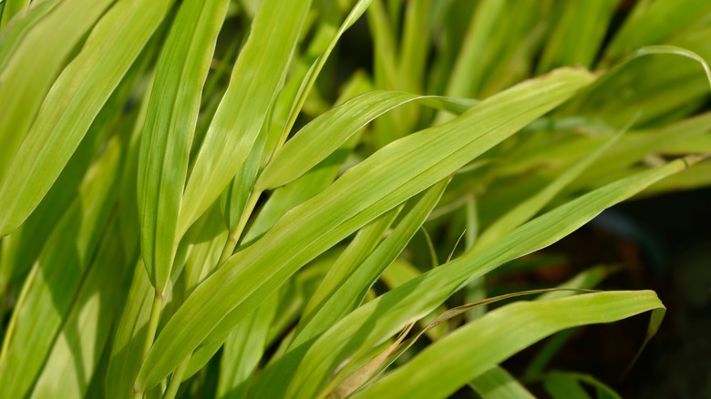 hakonechloa sunflare leaves close up in summer