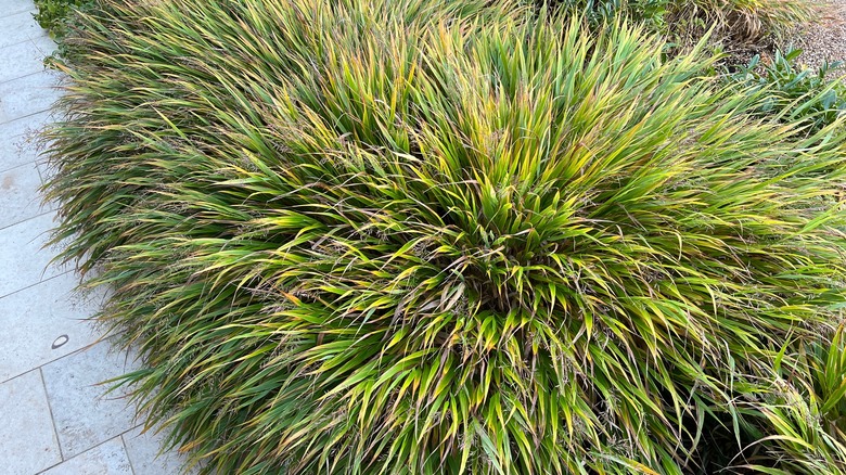 hakonechloa leaves in autumn