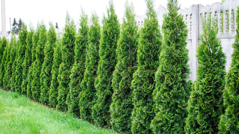 Thuja row of trees in garden