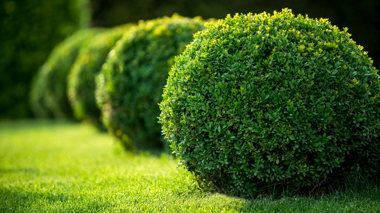 Boxwood bushes round shape