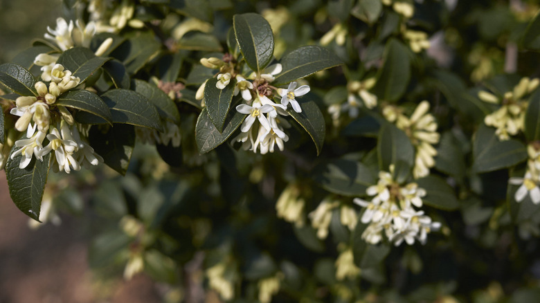 Burkwood Osmanthus in bloom