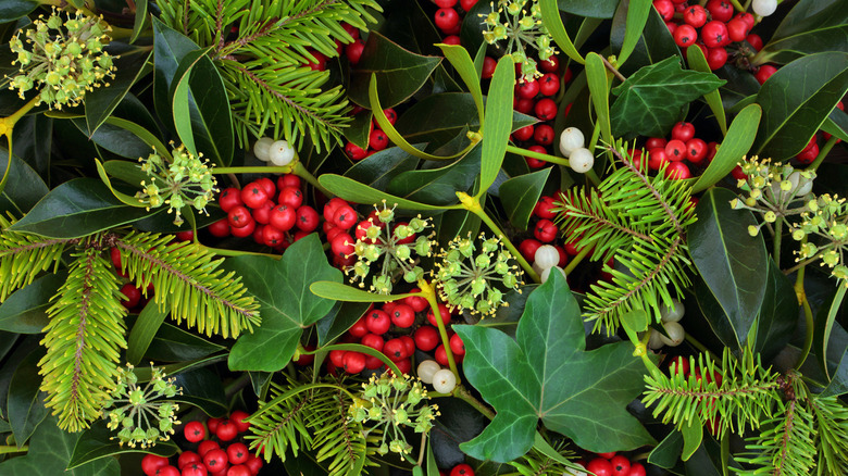 Winter Holly Ivy and Mistletoe