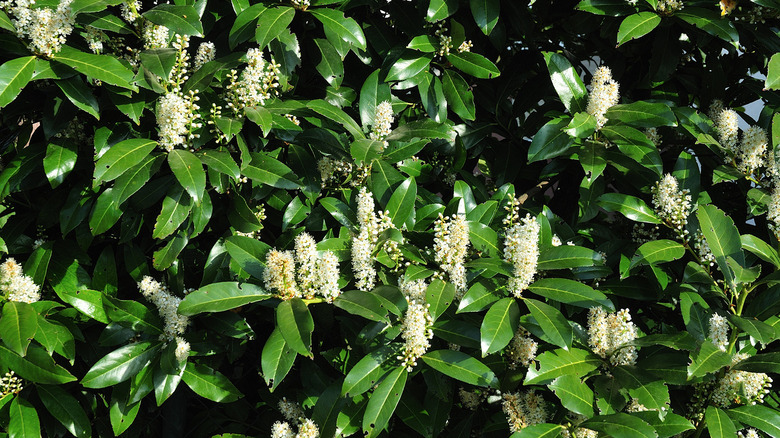 White flowering cherry laurel