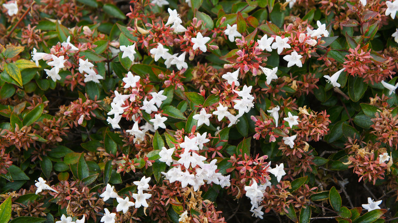 glossy abelia with white flowers