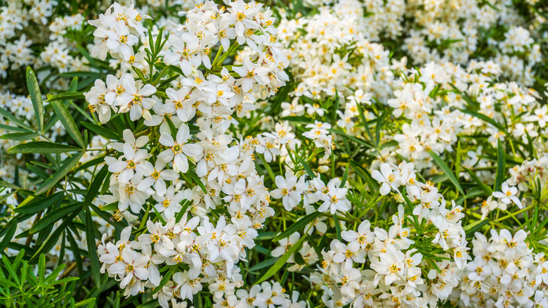 Mexican orange blossom flowers