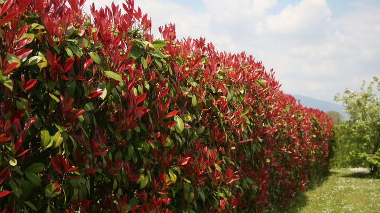 Red Robin Photinia hedge