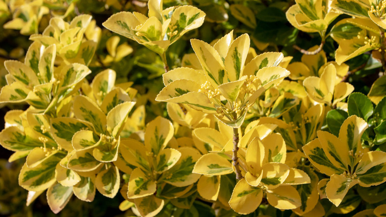 Japanese Spindle Bush colourful shrub 