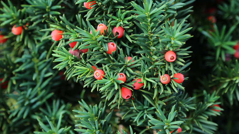 Taxus baccata European yew shrub