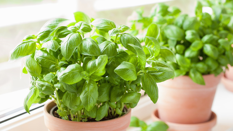 basil plants in pots