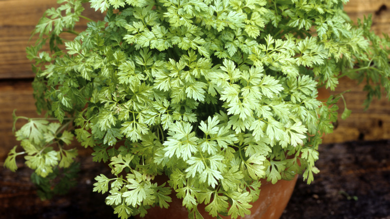 bush of chervil