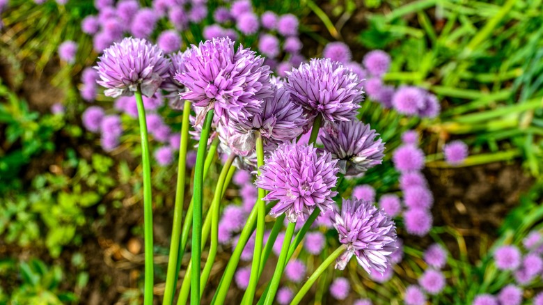 purple chives on stems