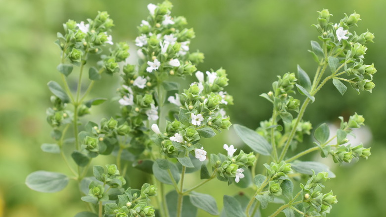 marjoram in the sun