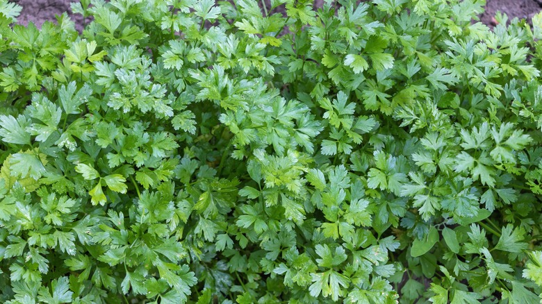 parsley