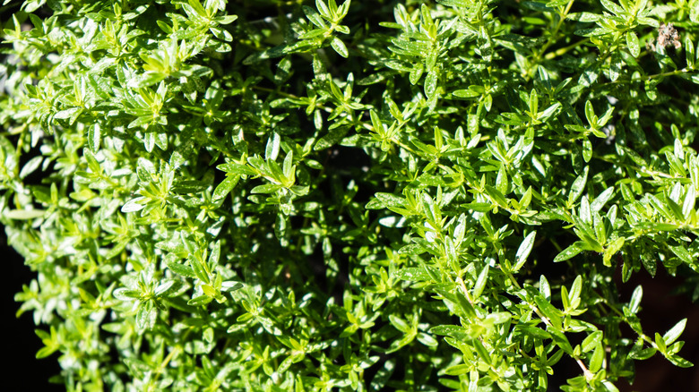 bush of summer savory