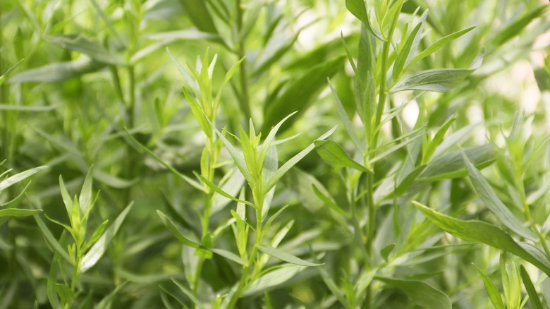 Tarragon