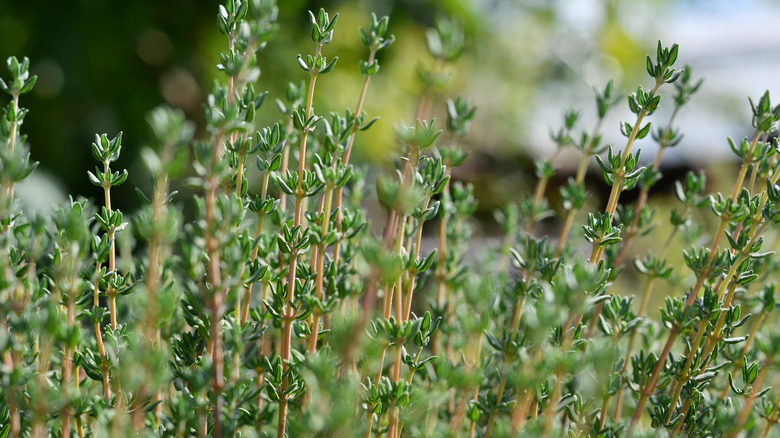 thyme