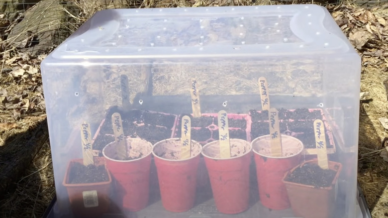 Plants sit in a clear plastic bin that is turned upside down to create a greenhouse.