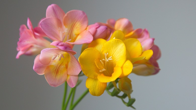 Pink and yellow bi-color freesia flowers