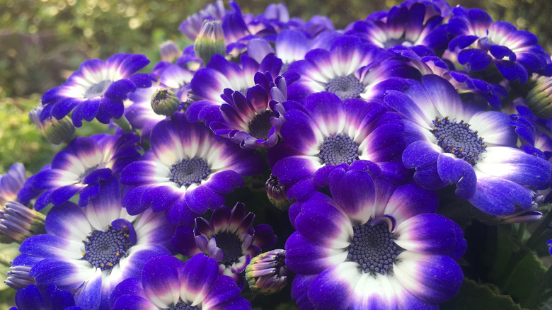 Purple cineraria flowers