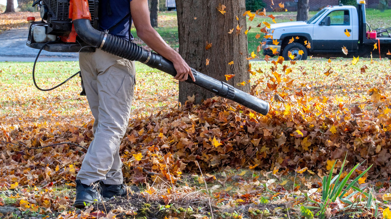 Blowing big pile of leaves with a leaf blower