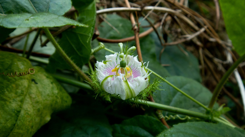 Physalis pruinosa flower