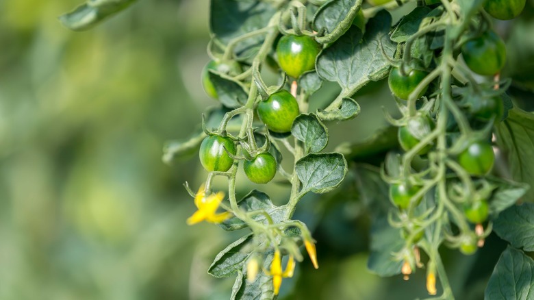 Unripe tomatoes Solanum lycopersicum