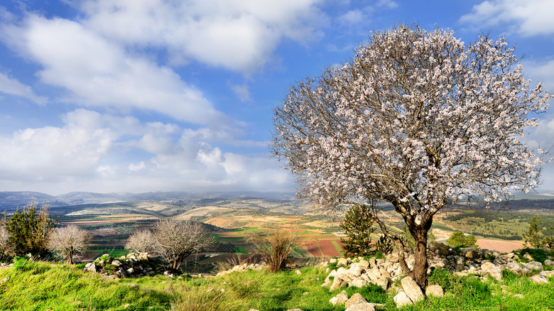 Flowering almond tree in nature