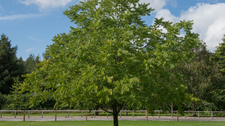 Black walnut tree in sunshine