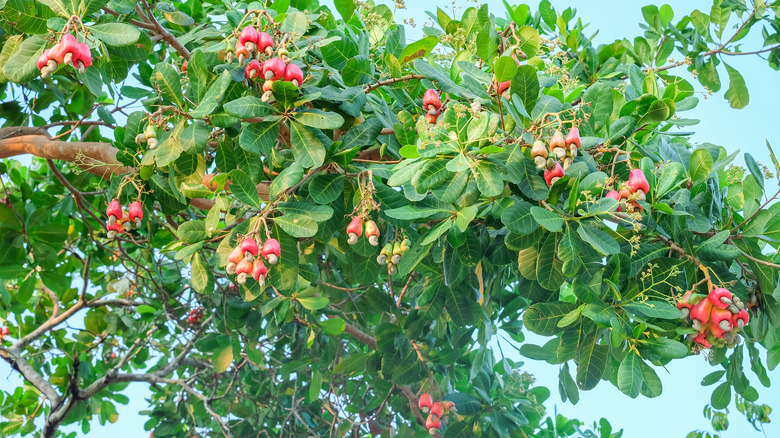 Cashew tree bearing fruit