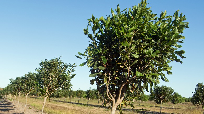 A row of macadamia trees
