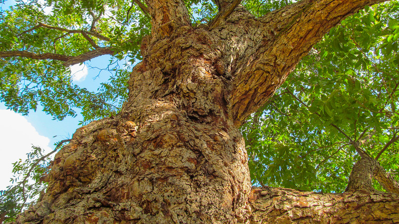 Hardy old pecan tree