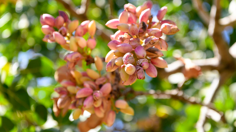 Pistachio tree bearing fruit