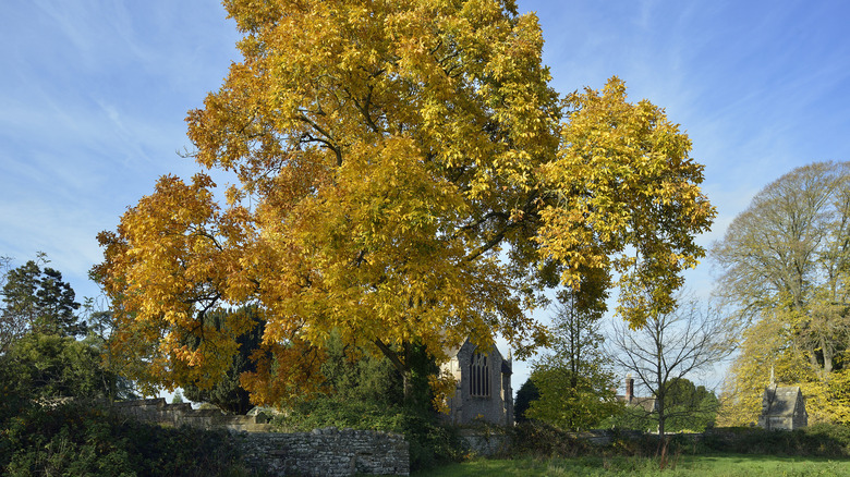 Shagbark hickory tree in fall