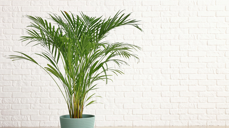 areca palm near white wall