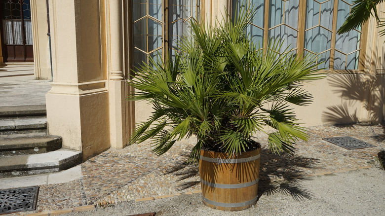 European fan palm outdoors