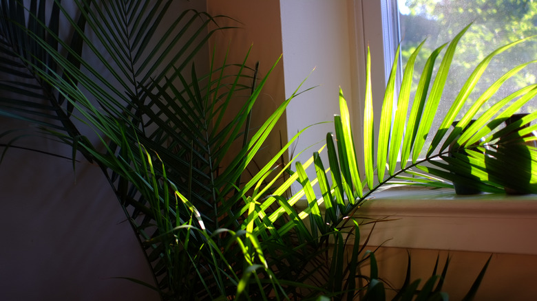 majesty palm tree in planter