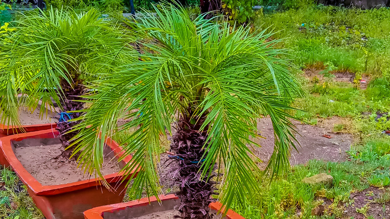 two pygmy date palms potted outdoors