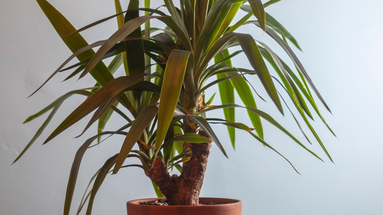 yucca houseplant in pot