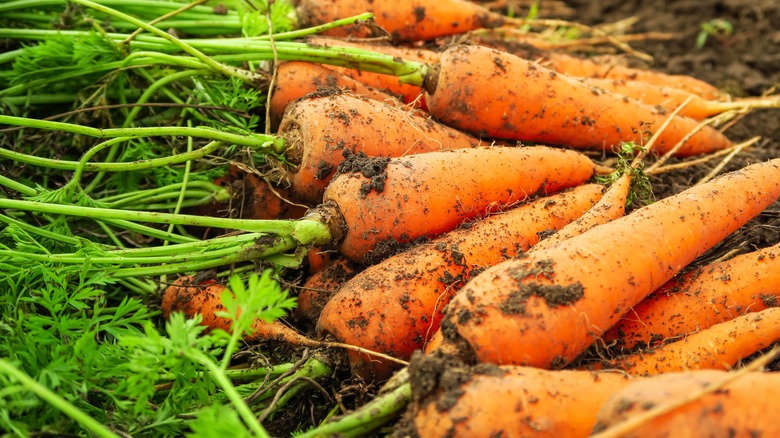 Freshly harvested carrots