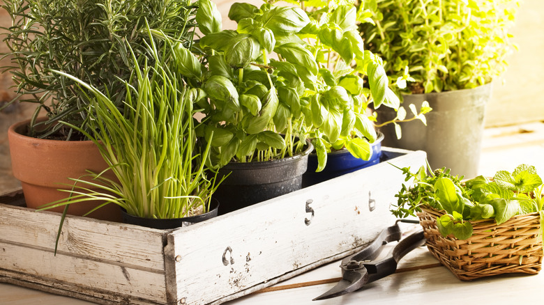 A variety of herb plants