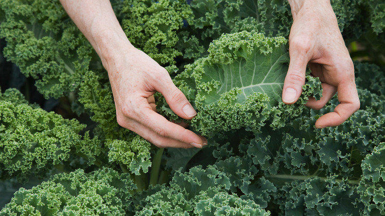 Hands harvesting kale