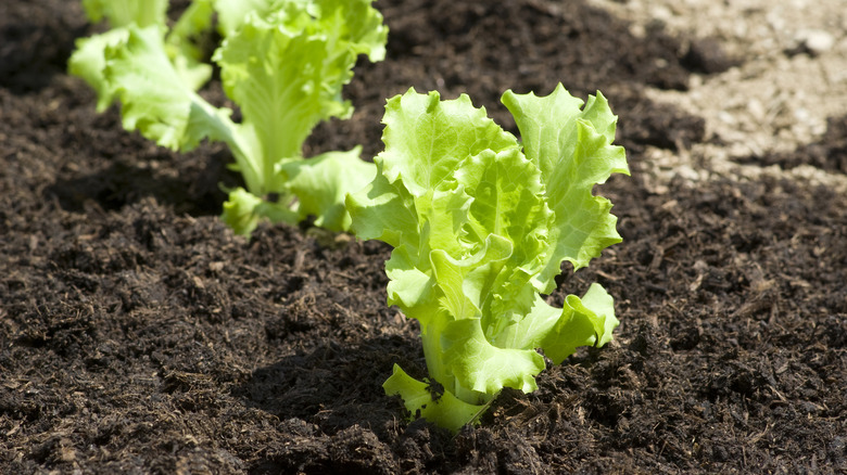 Baby lettuce leaves in soil