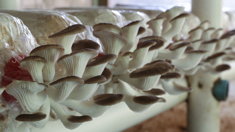 Mushrooms growing indoors