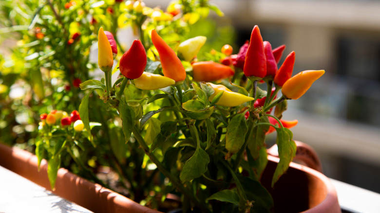 Hot pepper plants