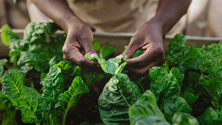 Hands inspecting spinach leaves